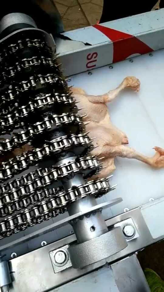 最新肉鸡钻技术，科技重塑生活，未来触手可及