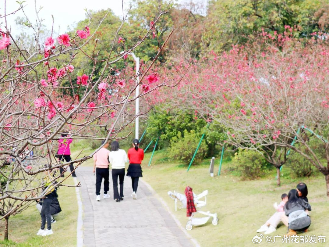花都最新新闻播报🌸实时更新