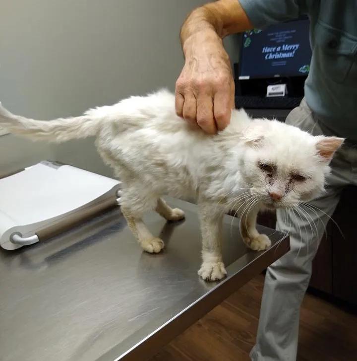 猫咪社区最新版下载,猫咪社区最新版下载——与猫咪的温馨互动体验